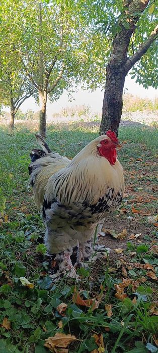 cucos brahma de vanzare