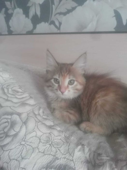 Отдам котенка в добрые руки