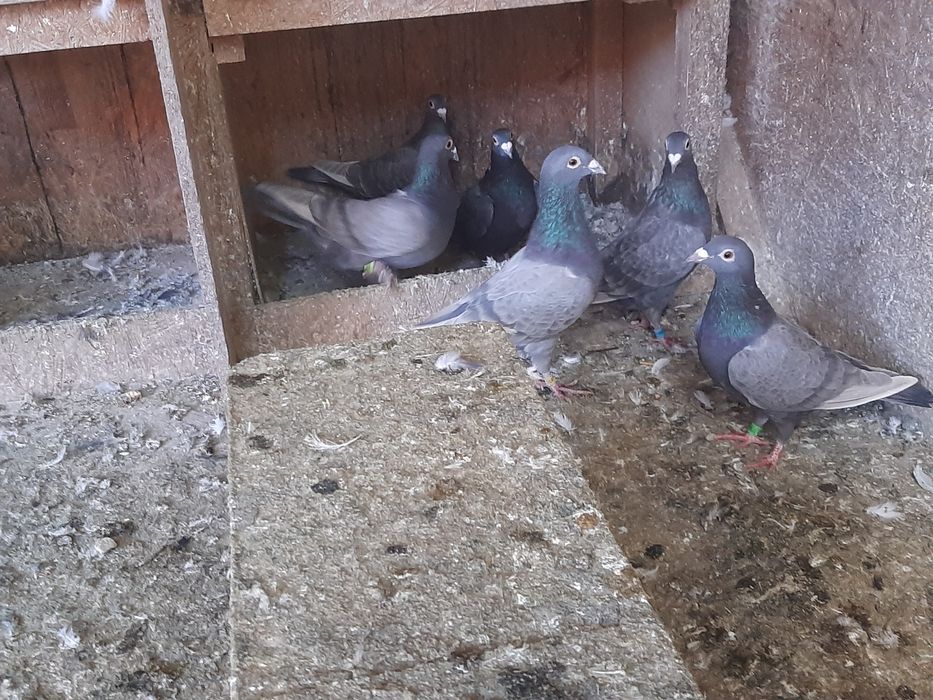 Vand porumbei voiajori