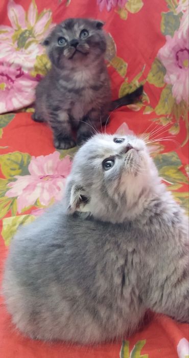 Шотландские котята