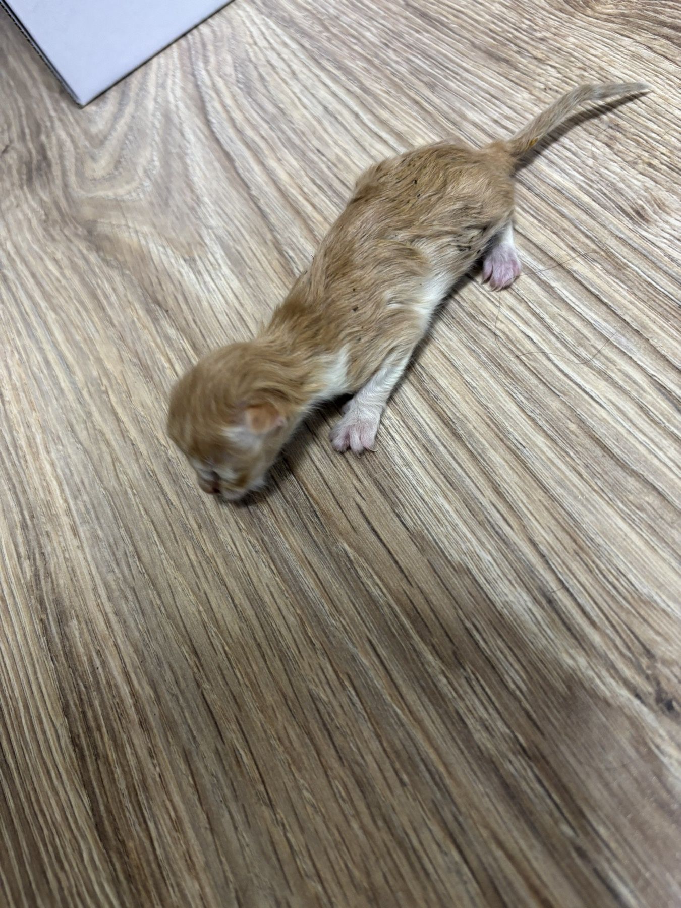 Подарявам малко коте