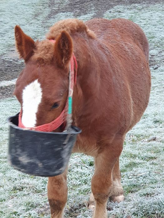 Brutus armasar de viitor mama breton și tata ardenez. Foarte blind