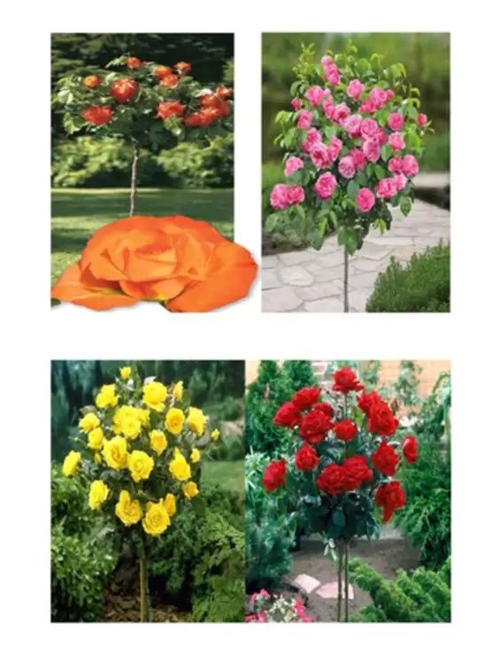 Trandafir Pomisor (Toate nuantele disponibile)