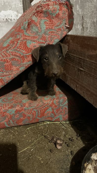 Продам ягдтерьер или ягтерьер