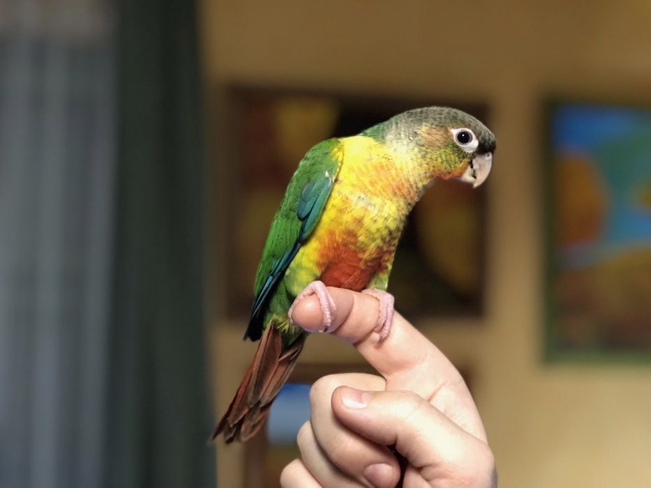 Ръчно хранени бебета папагали от развъдник