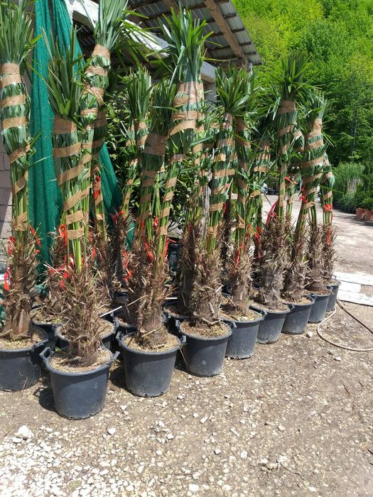 Palmier Magnolie grandiflora Mesteacăn