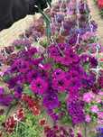 Flori muscate petuni verbena