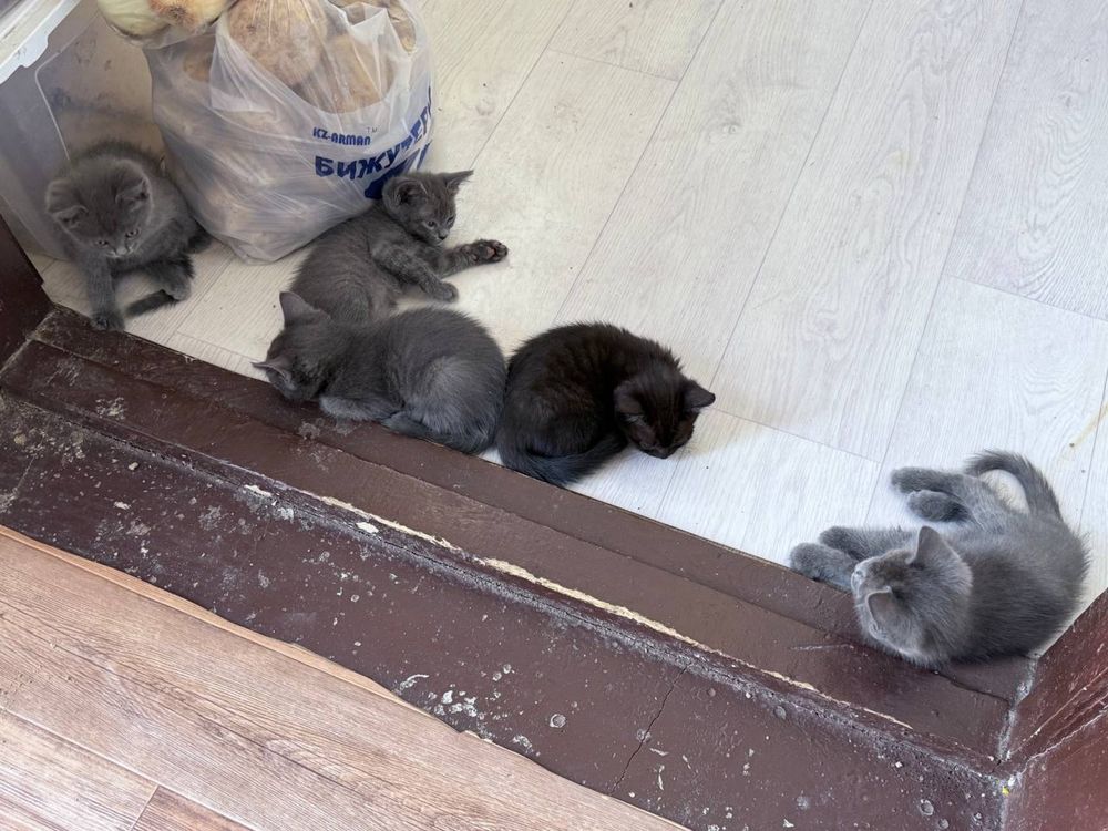 котята отдам в хорошие руки
