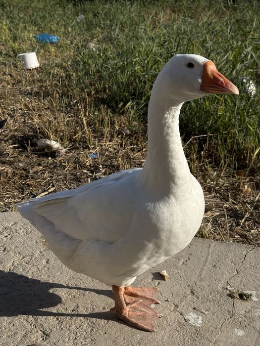 Сатылымда қаз 1,5 жас