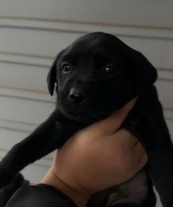 Щенки лабрадора чистокровные 1 месяц