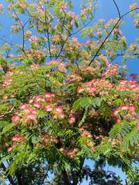 Albizia Julibrissin - Arborele de matase