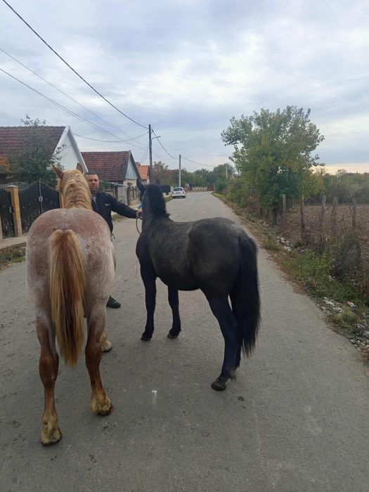Vând doi mânzi de 1 an