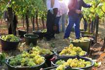Struguri de Vin 2025