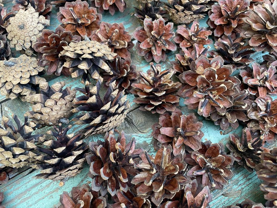 Шишарки за декорация+ зелени шишарки