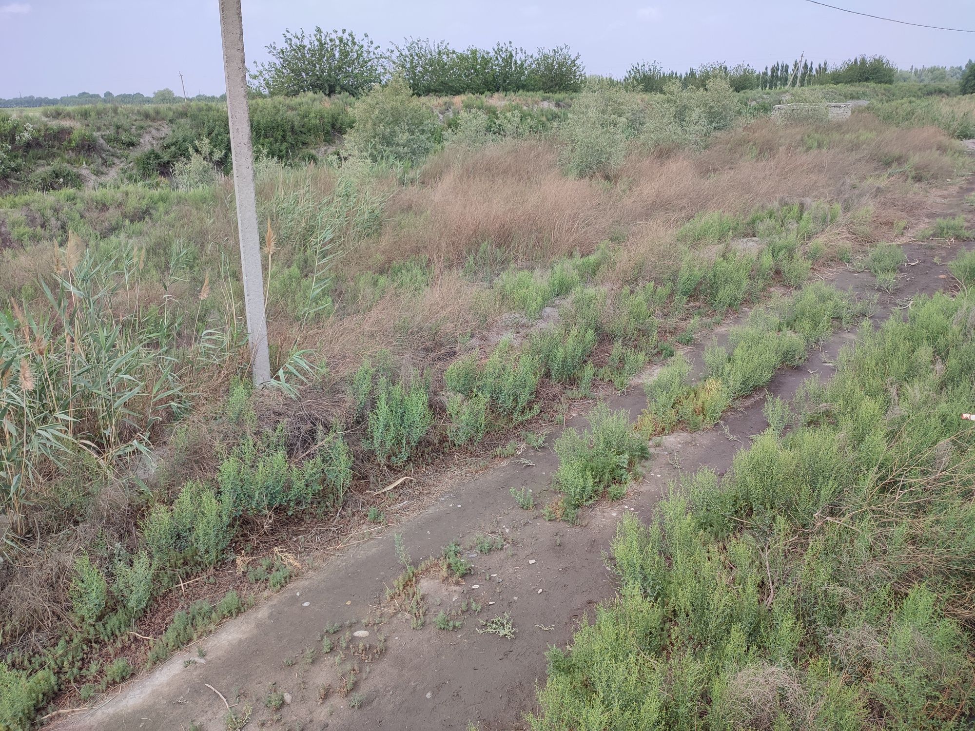 Сорвана Ер сотилади Кукон атрофида.