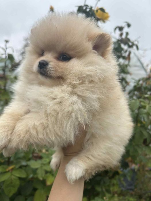 Померан померанчета