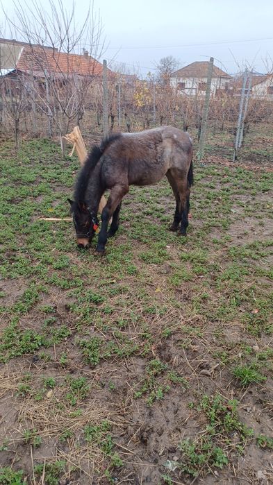 Vand un manz de 5 jumate