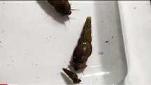 Melci acvariu melanoides tuberculata