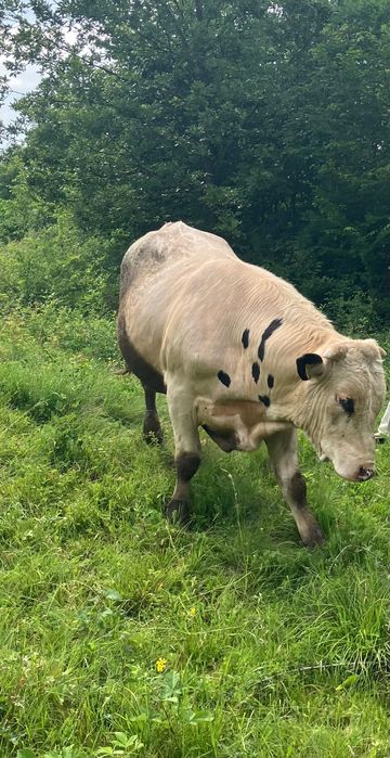 Taur pentru reproducere - Rasă Bălțat/ Belgian, 650-700kg