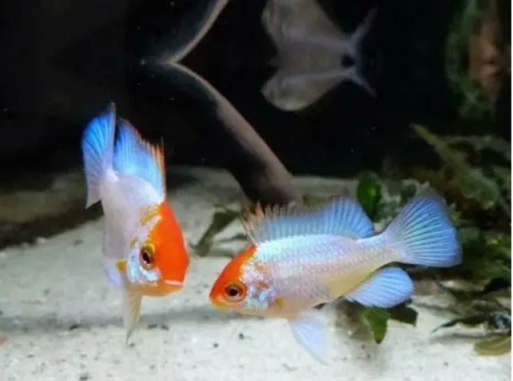 Апистограми-Apistogramma (южноамерикански цихлиди джуджета)