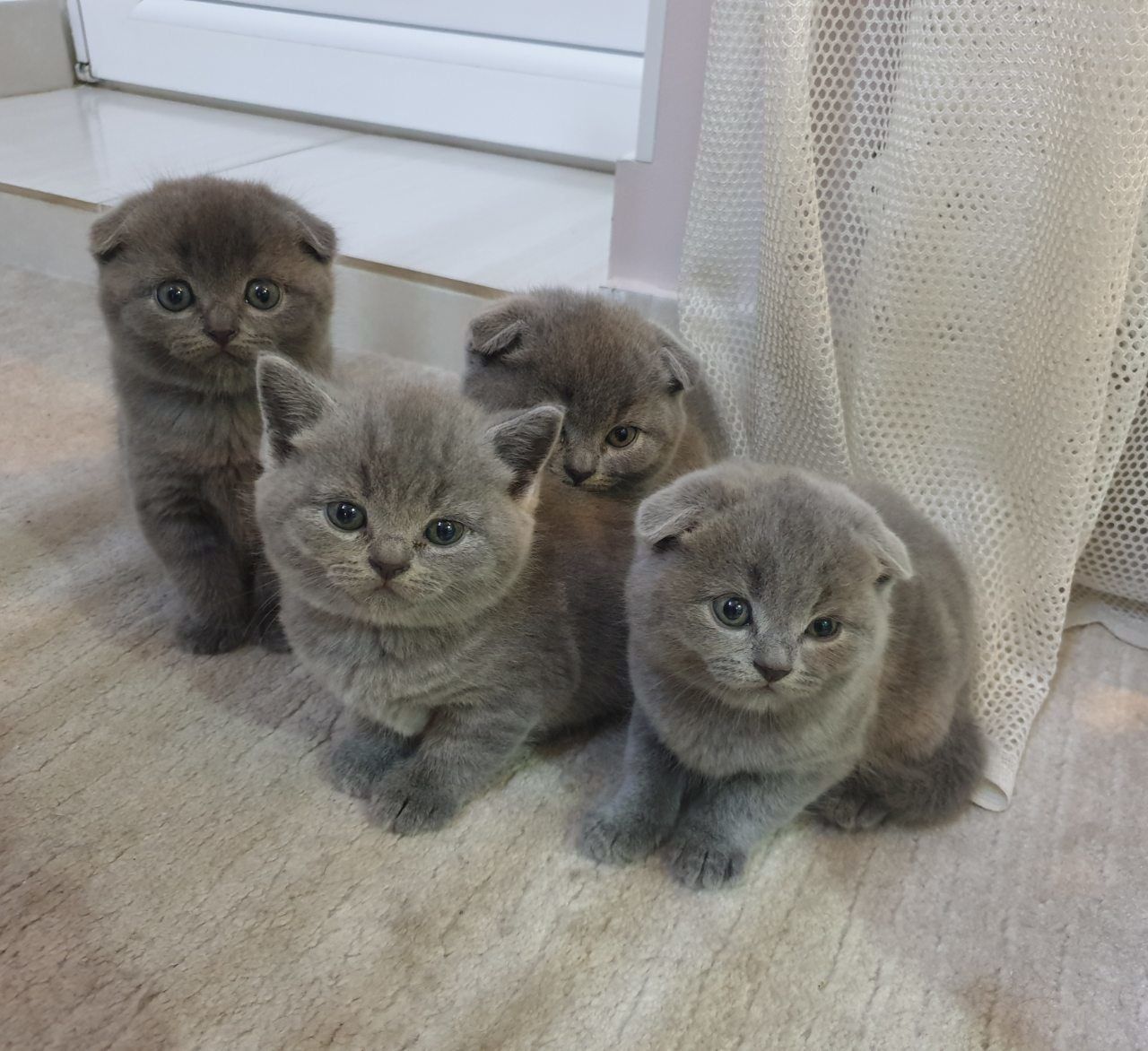 Шотландская вислоухая кошка скоттиш фолд
