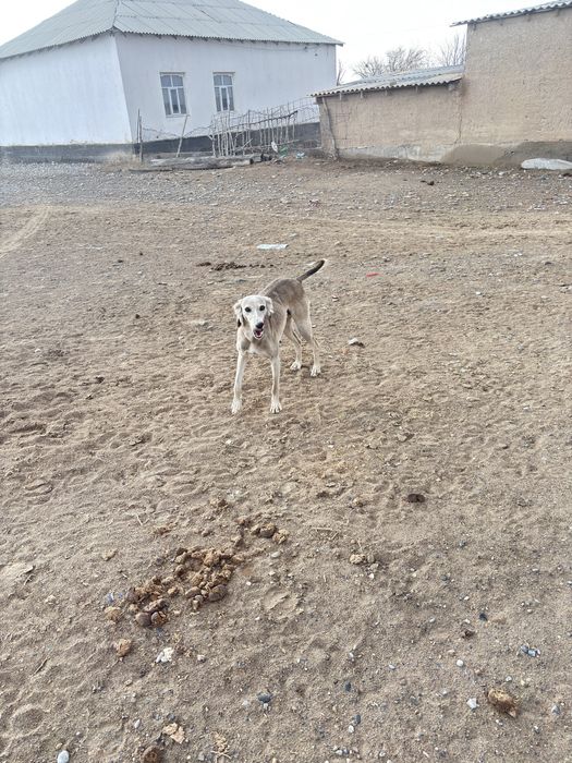 Тазы ит Арлан канщық сатылады