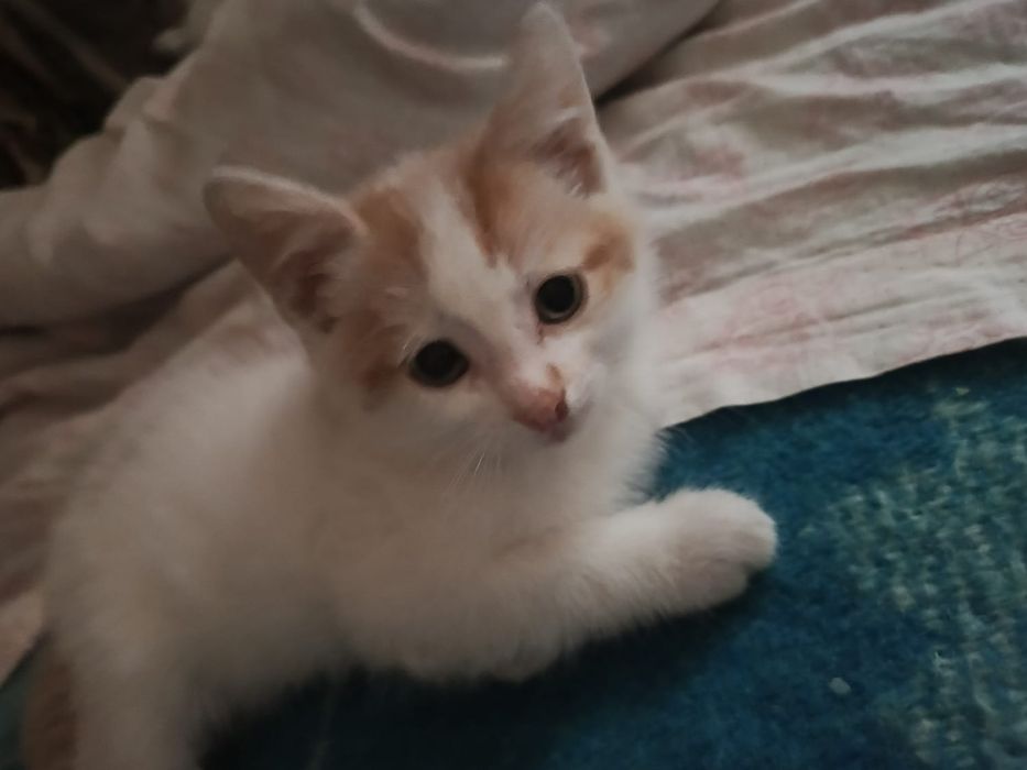 Отдам котенка в добрые руки