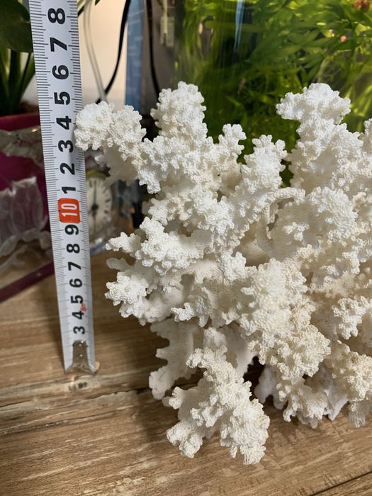 Естествен корал