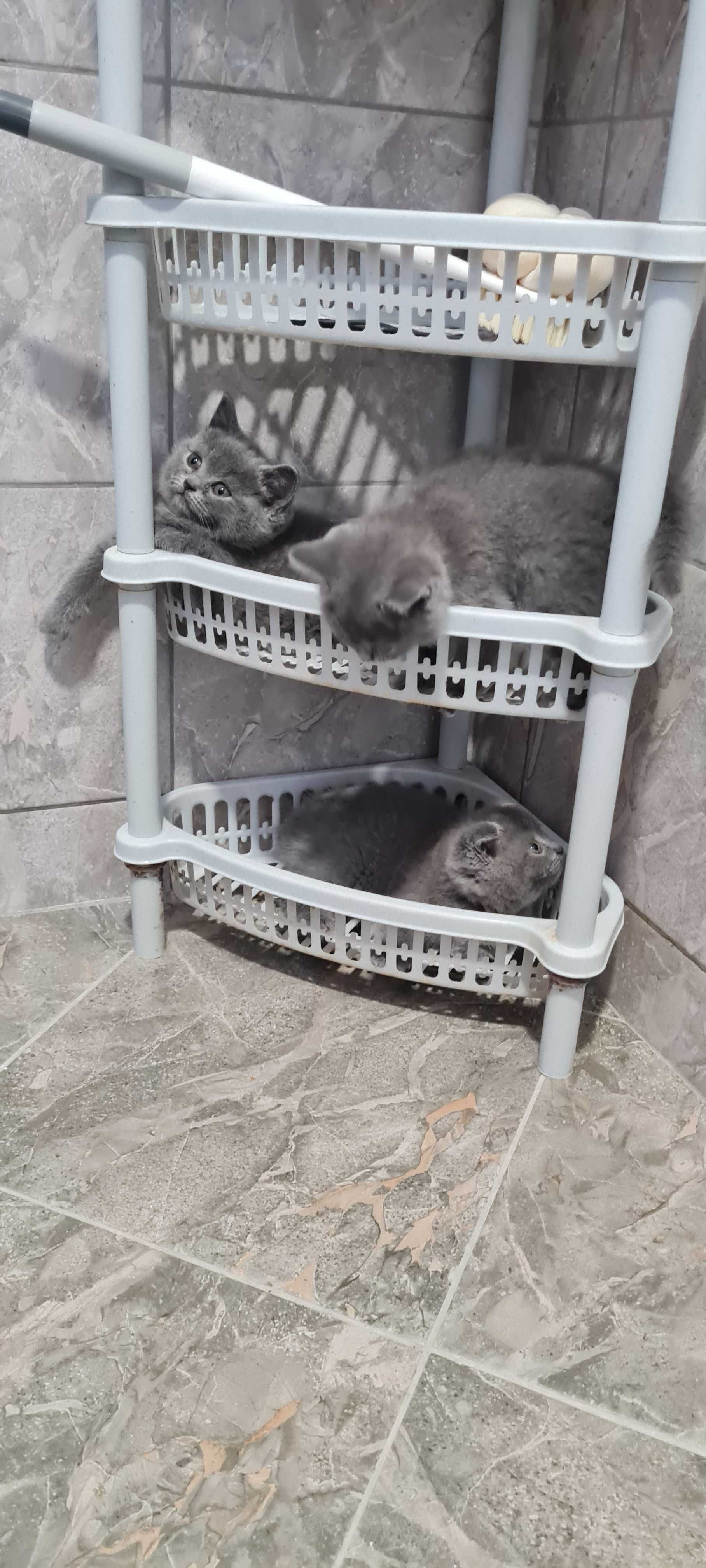 Продавам малки британки