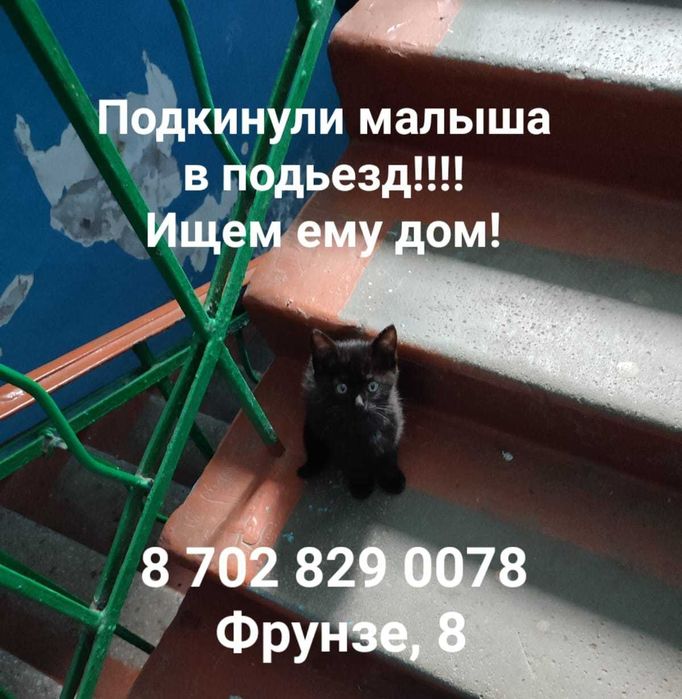 Подкинули котенка в подъезд. Ищем ему дом!