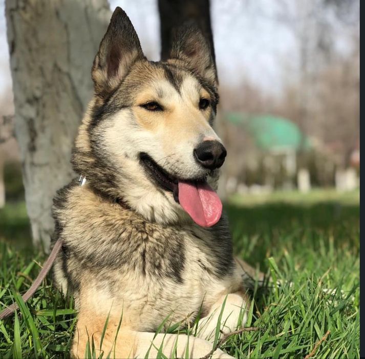 пропала собака по кличке Люси, лайка