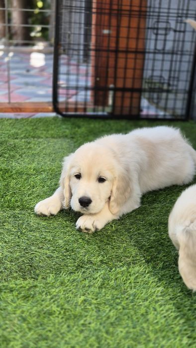 Pui Golden Retriever cu Pedigree