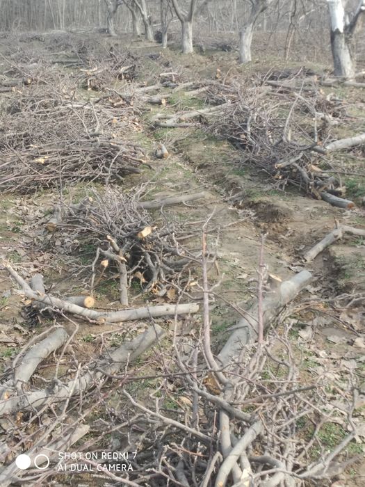 OʻTIN SOTILADA cheklanmagan miqdorda olma daraxtidan  otin bor