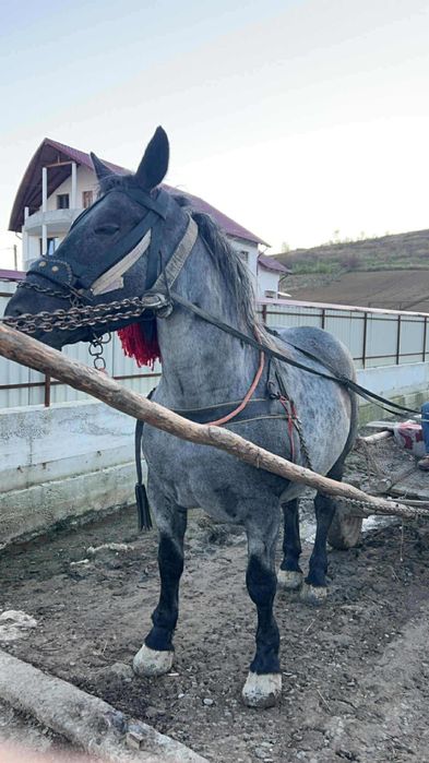 De vânzare iapă de 3 ani