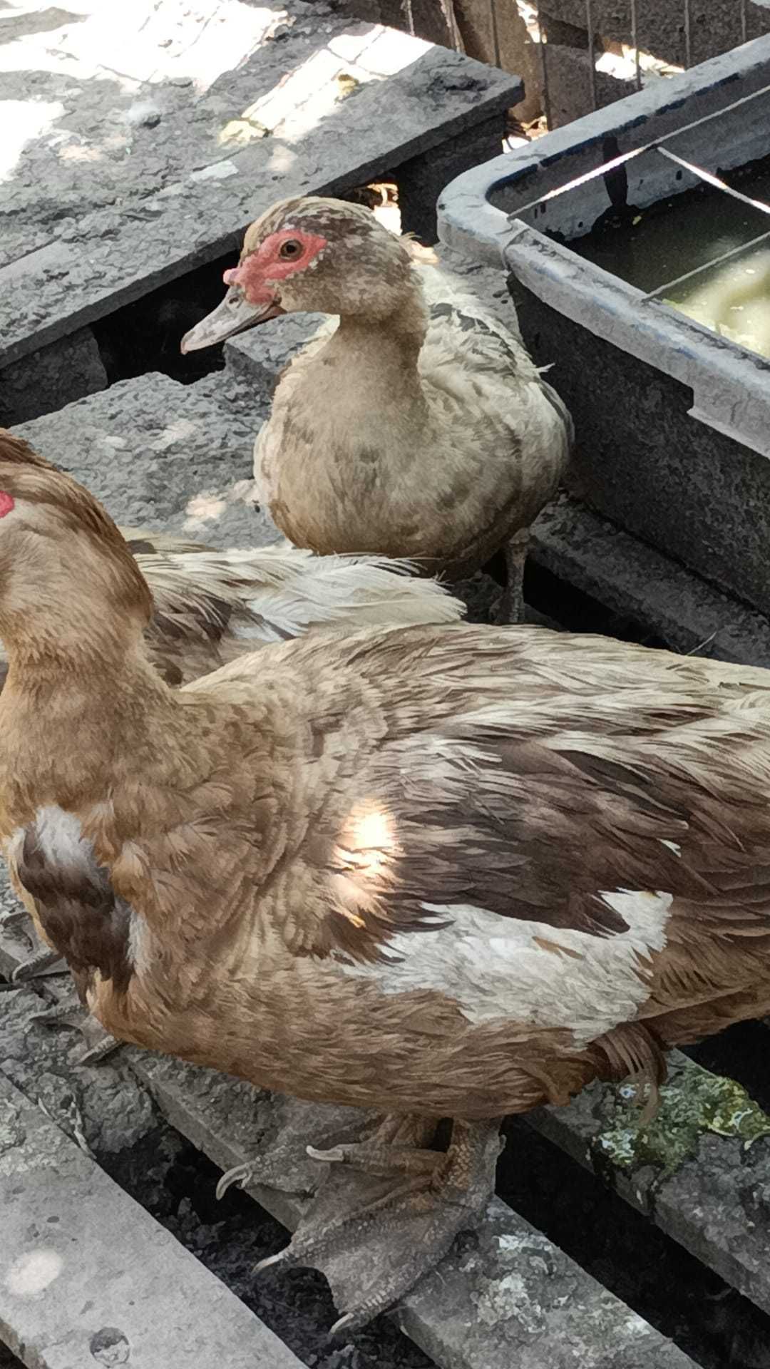 Boboci rata leseasca.