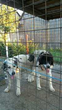 Vând câinii ciobănesc de Bucovina cu pedigree
