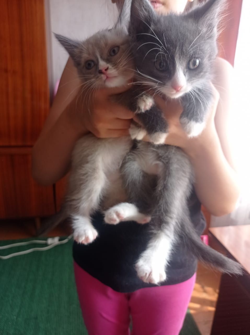 Котята.хорошие..