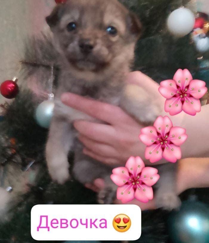 Щенята в добрые руки