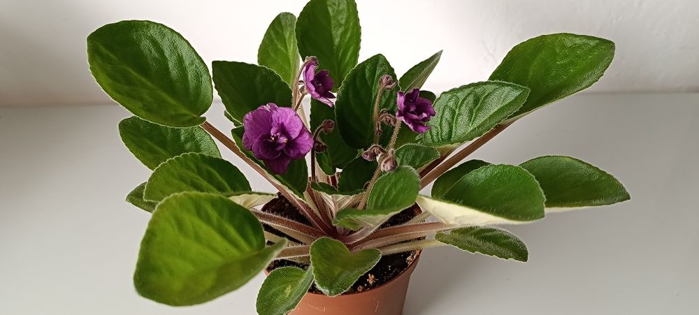 Продам фиалки 300-500 тг.