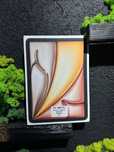 iPad Air 11" M3 128gb Wi-Fi Starlight Noua Sigilata/Fact+Garantie