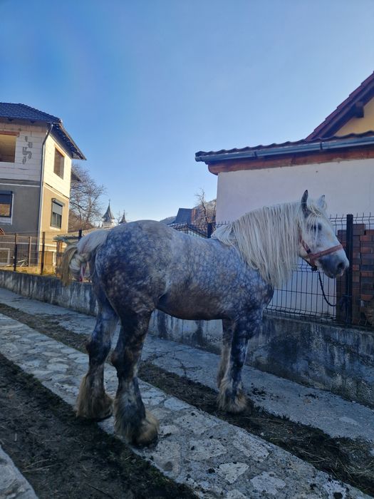 armasar de 6 ani