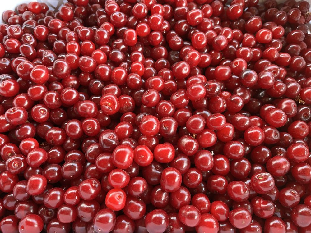Вишня Местная Поздняя