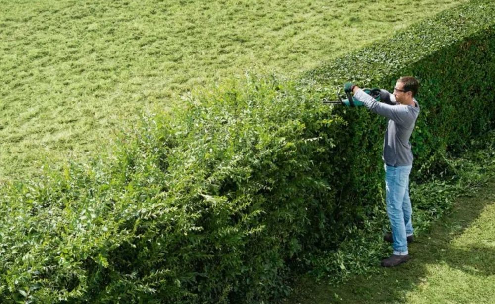 Обрезка деревьев. Формировка туи, ели. Стрижка живой изгороди.