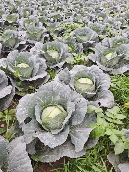 Varza alba,varza rosie