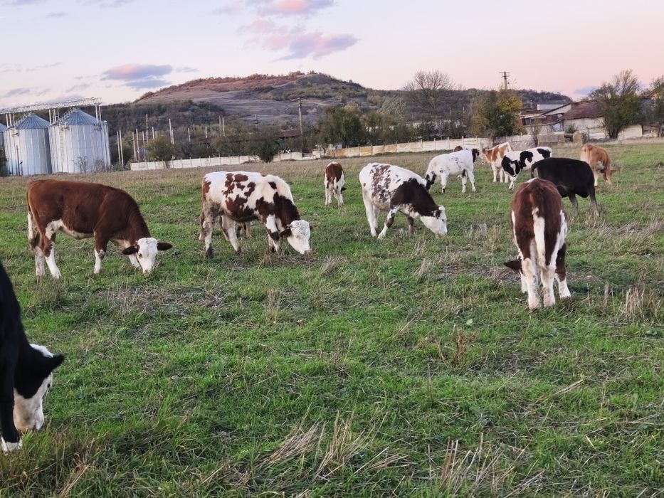 Vând vitei,vitele,juninci