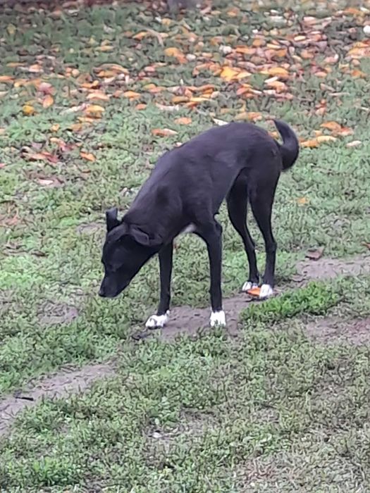 Подарявам малки кученца