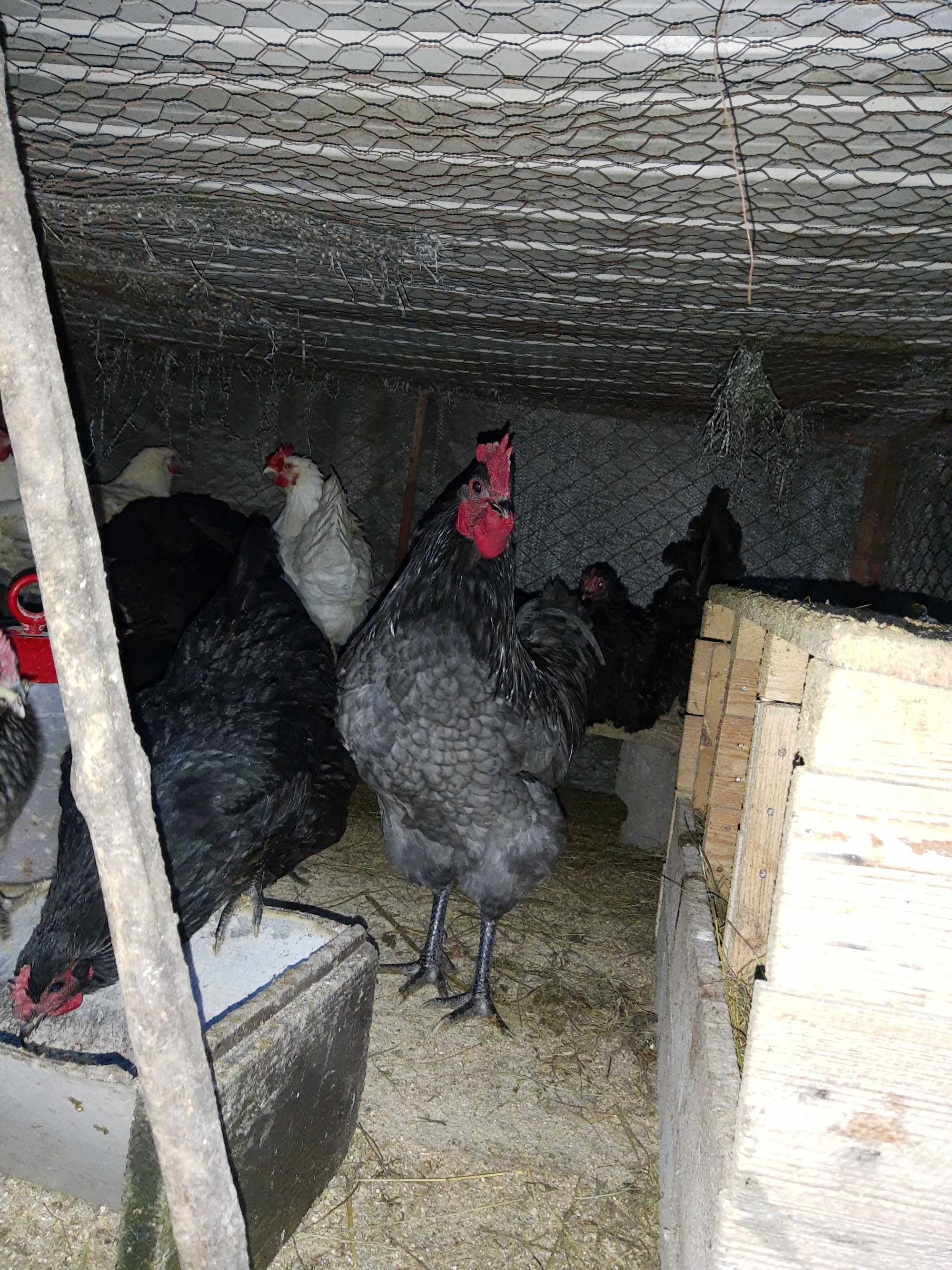 Australorp negru