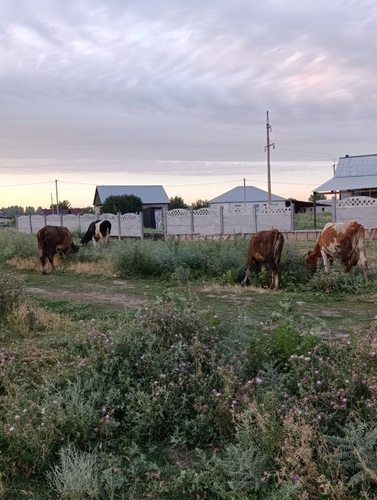 Продам дойных коров