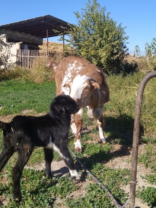 Она бола Эчки срочно сотилади