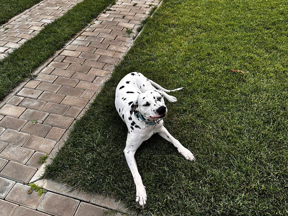 Caine dalmatian adoptie